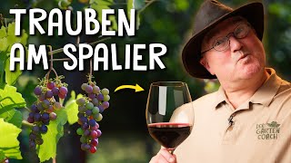 Trauben im eigenen Garten pflanzen 🍇  Anbau Schnitt amp Krankheiten von Tafeltrauben [upl. by Bonner]