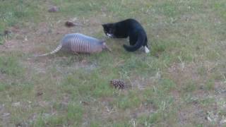 Cat and armadillo [upl. by Eilasor]