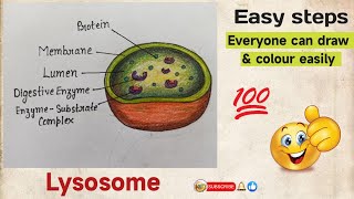 How to draw lysosomes  Structure of Lysosome  Step by step [upl. by Yllrebmik747]