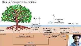 Mangrove and estuarine microbiome [upl. by Otsedom8]