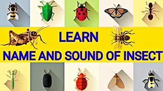 INSECTS  Name Sound Spelling Video for Toddlers and Kids  Insects Sound [upl. by Dlanger913]