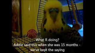 Disco the Talking Parakeet [upl. by Hannover]