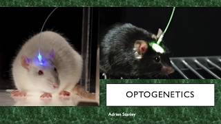 Optogenetics [upl. by Eiramacissej]