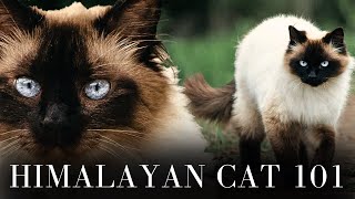 Himalayan Cat 101  Everything You Need to Know [upl. by Herwick]