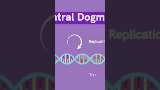 DNA replication 3D animation shortvideo viral DNA all information [upl. by Wynne]