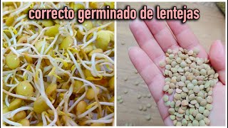 GERMINADO DE LENTEJAS SE COSECHA EN SOLO 7 DÍAS 😮 Día por día [upl. by Sixla136]