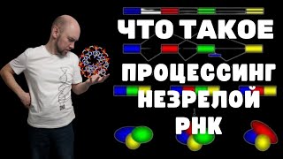 Что такое процессинг незрелой РНК Душкин объяснит [upl. by Ursulette787]