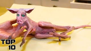 Top 10 Animal Cloning Experiments That Went Horribly Wrong [upl. by Nelav]