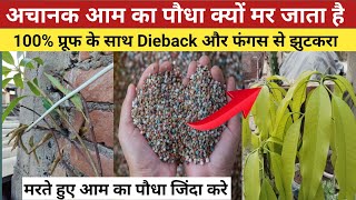 अचानक आम का पौधा क्यो मर जाता है  Dieback Fungus se छुटकारा कैसे पाए [upl. by Eissehc]