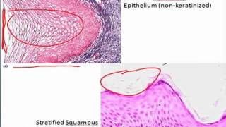 Epithelium in Under 10 minutes [upl. by Dyanne]