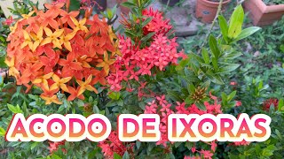 COMO HACER ACODO IXORA PASO A POSO APRENDE A REPRODUCIR IXORAS DE FORMA FACIL [upl. by Ayekram]