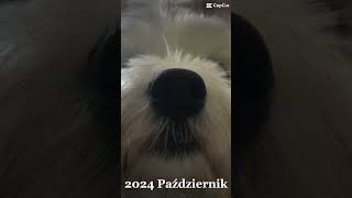 Beziu W Młodości 🐶🥹 [upl. by Keli]