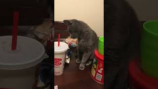 Cat vs Fountain Drink [upl. by Gardener]