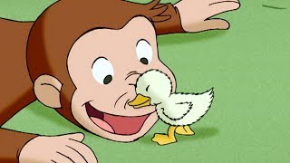 Curious George 🐵 A Monkeys Duckling 🐵 Kids Cartoon 🐵 Kids Movies  Videos for Kids [upl. by Rossie]