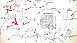 GENSKA EKSPRESIJA OD DNK DO PROTEINA BIOSINTEZA PROTEINA TRANSKRIPCIJA I TRANSLACIJA [upl. by Meyeroff320]