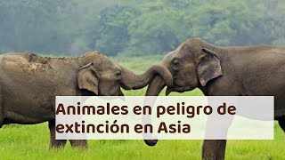 10 Animales en mayor peligro de extinción en Asia  Causas [upl. by Conrad]