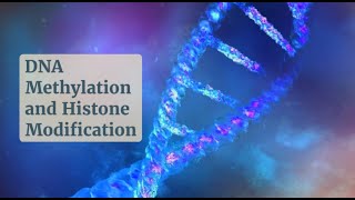 Gene Regulation 101 DNA Methylation and Histone Modifications Uncovered [upl. by Bessie]