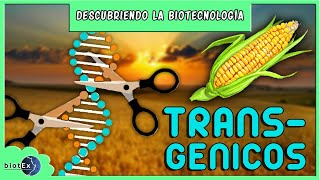 TRANSGÉNICOS  Descubriendo la Biotecnología [upl. by Ylrbmik5]