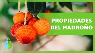 BENEFICIOS del MADROÑO para la SALUD 🍒💚 Propiedades Para qué Sirve y Cómo Tomarlo [upl. by Felecia]