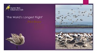 The worlds longest flight Migration of the Bar tailed Godwit Phil Straw [upl. by Fitting334]