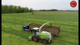 Chopping Triticale at New Holland Dairy near Blufton Indiana [upl. by Atyekram]