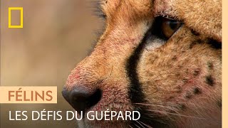 Les défis du guépard  attraper une proie et la garder [upl. by Janean]