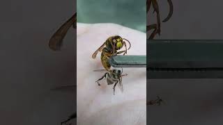 Bee Sacrificed Its Life to Protect the Colony from Hornet [upl. by Neelrac]