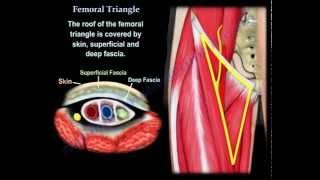 Femoral Triangle  Everything You Need To Know  Dr Nabil Ebraheim [upl. by Razaele808]