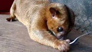 Kinkajou Eating Honey [upl. by Euqinaj]