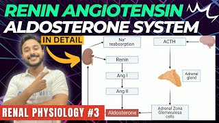 renin angiotensin aldosterone system renal physiology  renin pathway physiology  RAAS physiology [upl. by Easlehc]