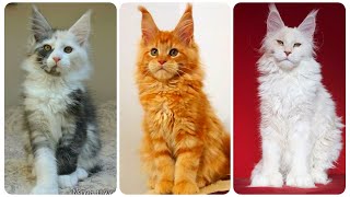 Discovering the Beauty of Majestic Maine Coon Cats [upl. by Ecirtel]