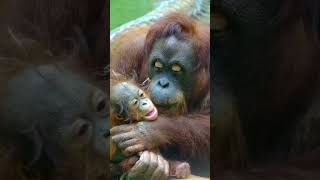 BABY ORANGUTAN GETS SHOWERED WITH KISSES FROM MOM [upl. by Anett]