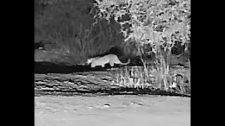 Brief Leopard walkthrough at KWA Maritane Right to left in the bushes [upl. by Shriner197]