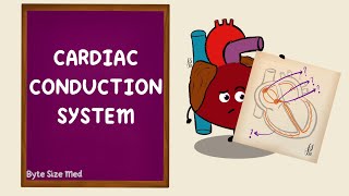 Cardiac Conduction  Electrophysiology of the Heart  Cardiac Physiology [upl. by Zebedee815]