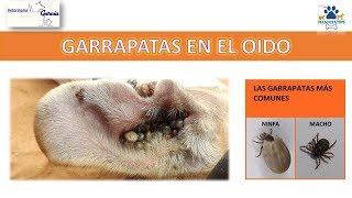 ¿COMO SACAR LA GARRAPATA DEL OÍDO A MI PERRITO [upl. by Dutch]