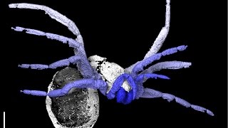 This ancient arachnid ushered in the spider uprising [upl. by Jun32]