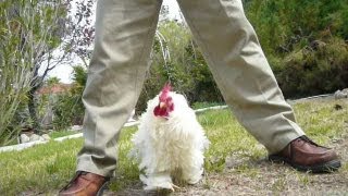 Kung Fu Rooster Dancing with Mr W D Feet [upl. by Kho]