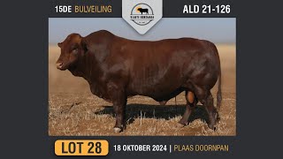 Lot 28  Vlakte Bonsmara Bulveiling  18 Okt 2024 [upl. by Damas701]