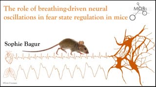 The role of breathingdriven neural oscillations in fear state regulation in mice [upl. by Nodgnal396]