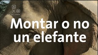 ¿Se debe montar a los elefantes [upl. by Olodort]