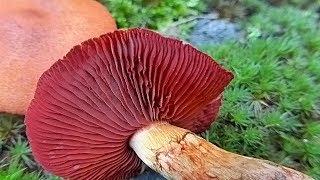 Cortinarius semisanguineus  POLUKRVNA KOPRENKA [upl. by Namyw]