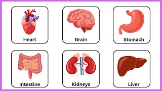 Aprende inglés  El aparato circulatorio  El cuerpo humano [upl. by Ahtiekal]