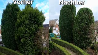 Große Thuja zurückschneiden Hecke schneiden Konifere schneiden STIHL KMA  HLA [upl. by Ellenahs765]