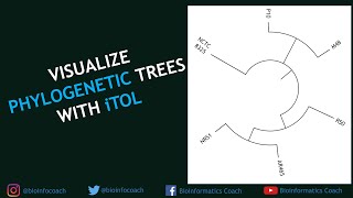 Visualize ANY phylogenetic trees using iTOL [upl. by Henrik]