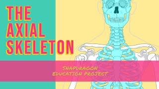 THE AXIAL SKELETON [upl. by Hawger]