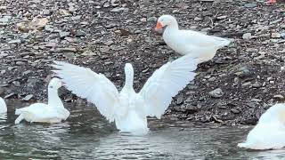 Stalking the pretty Embden Geese [upl. by Annahsar271]