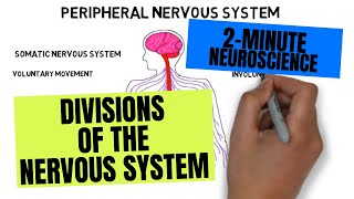 2Minute Neuroscience Divisions of the Nervous System [upl. by Ecinahs140]