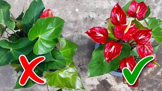 Anthurium Flowering Tips  Learn Gardening [upl. by Bellanca]