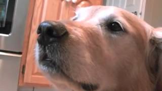 dog burping 27 times in two minutes [upl. by Teodoro]