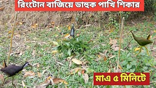 খুব সহজ পদ্ধতি ব্যবহার করে ডাহুকডাক পাখি ধরার কৌশল। Easy bird trap amp Amazing Catching Technique 01 [upl. by Onairam409]